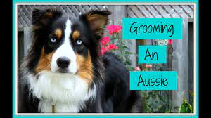 We often find clues that one very easy to groom—just run a brush through her coat once in a while. Grooming An Australian Shepherd Step By Step Process Life With Aspen Youtube