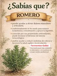 Romero: Alivio Natural para Dolor de Espalda y Rodillas ✨ Prepara un  macerado de romero para ayudar a calmar las molestias articulares y  musculares. Ingredientes 500 ml de alcohol al 75%. 🧴