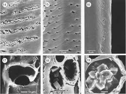 Image result for Pygmaeothamnus zeyheri