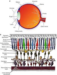 Reich l, szwed m, cohen l, amedi a (2011) a ventral visual stream reading center independent of visual experience. Epiretinal Prosthesis Springerlink