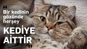 Kediler Hakkinda Soylenmis En Guzel Sozler Ajanimo