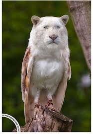 Showcase Of Creative But Weird Animal Photo Manipulations Photoshopped Animals Animal Mashups Animals