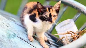 Cats, the undisputed kings and queens of the internet. A Calico Cat Wears A Coat Of Many Colors Howstuffworks