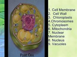 Maybe you would like to learn more about one of these? Draw A Well Labelled Diagram Of Plant Cell Class 8 Shefalitayal