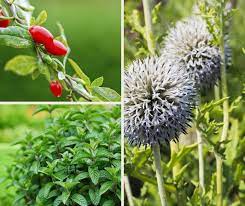 We did not find results for: Top 7 Plants That Repel Raccoons Raccoon Repellent Levo League
