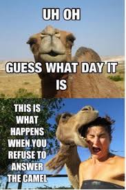 All camels have humps, the bactrian camel has two. Anime Check Out This Joke