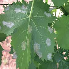 Image result for peronospora grapevine