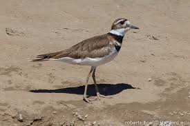 Image result for Polhillides