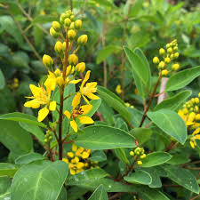 Best flowering plants for arizona. Shrub Selection Guide G H Spadefoot Nursery
