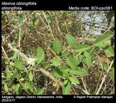 Image result for Maerua parvifolia
