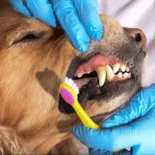 Always monitor your pet when using dental chews to avoid accidental choking. Pet Dental Care For Dogs Cats In Dubai Blue Oasis Veterinary Clinic Bovc