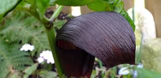 Image result for Arisaema