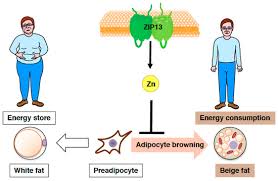 Image result for Beige 1977 Caloric