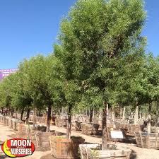 Check spelling or type a new query. Superior Fast Growing Evergreen Trees