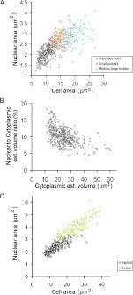 Maybe you would like to learn more about one of these? Nuclear Size Increases As Cells Grow A Nuclear Size Correlates With Download Scientific Diagram