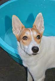 Maybe you would like to learn more about one of these? Morristown Nj Basenji Meet Affa A Pet For Adoption