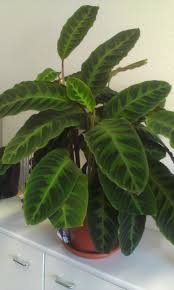 Calatea In My Office Gets A Flower Planting Flowers Indoor Plants House Plants Indoor