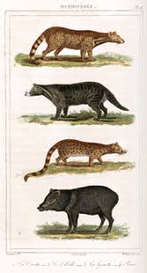 Definition från wiktionary, den fria ordlistan. Akg Images Ziebetkatze Malabar Zibetkatze Ginsterkatze Pekari