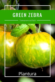Die Fruchte Der Green Zebra Sind Flachrund Und Bestechen In Der Vollreife Mit Einer Grunen Farbung Kombiniert Mit Gelben Tomaten Sorten Tomaten Garten Tomaten