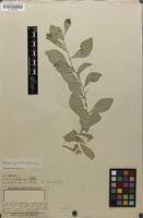 Image result for Gymnosporia maranguensis