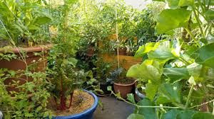 Il comprend le nécessaire du jardinage pour une utilisation sur les balcons, patios. S Inspirer De La Permaculture Pour Faire Un Potager Sur Son Balcon Un Truc De Bobo Ecolo