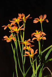 Image result for Moraea inyangani