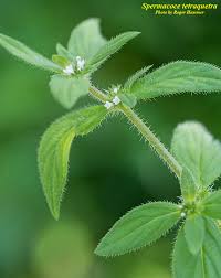 Image result for Spermacoce ruelliae