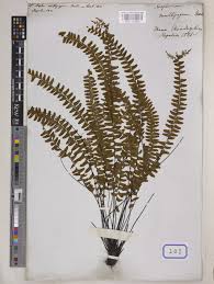 Image result for Asplenium normale