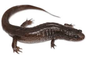 Image result for Dissotis littorale