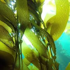 Pure Sea Kelp Bioferment Seaweed Algae Moisturizer Skin Barrier Anti Aging 2 4 Oz Ocean Plants Sea Kelp Sea Plants