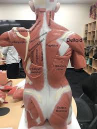 A View Of The Most Superficial Posterior Muscles Of The Body Psoasrelease Yougothis Workh Anatomy And Physiology Muscle Anatomy Human Anatomy And Physiology