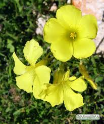 Image result for Oxalis pes-caprae