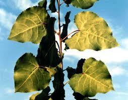 Image result for Populus deltoides