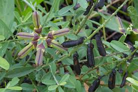 Image result for Crotalaria confertiflora