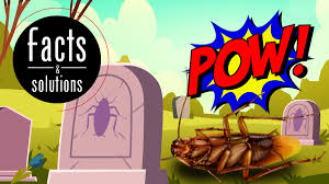 Cockroaches are known health pests that carry and spread bacteria such as e.coli and salmonella. What Kills Cockroaches Instantly And Gets Rid Of Them For Good Cockroach Facts