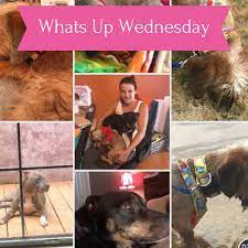 Whats Up Wednesday 11 Puppy Palace Unique Cards Ultimate Gift Guide