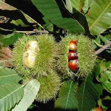 Sweet chestnuts should be pruned when they are dormant (during the autumn or winter). American Chestnut Tree Nutrition Facts American Chestnut Health Benefits