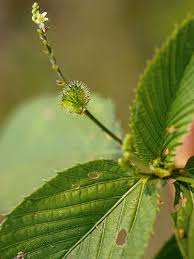 Image result for Caperonia