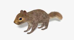 3d Model Squirrel Fur Squirrel 3d Model Fur