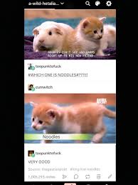 Noodles Cute Funny Animals Funny Animals Animal Memes