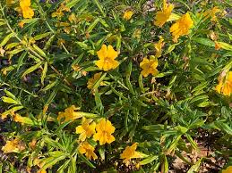 Image result for Mimulus gracilis