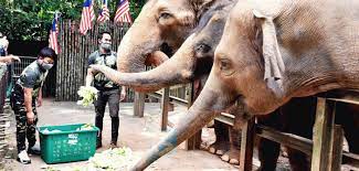 Check spelling or type a new query. Adopt An Animal Receives Encouraging Response Despite Mco Cmco Zoo Negara