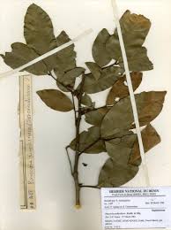 Image result for Pancovia