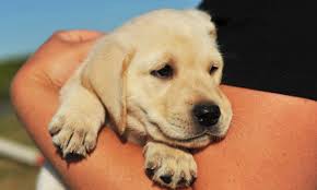 Dog obedience training schools cost $200 to $600 per week, and boot camp kennel training costs $500 to $1,250 per week. Pin On Rhodesian Ridgeback