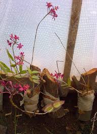 Image result for Bulbophyllum oreonastes