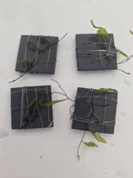 Image result for Didymoglossum erosum