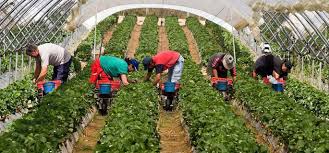 Salariul este de 2160 de euro muncitori (femei, barbati) pentru munca in ferma la porci in olanda. Femei Pt Recoltat Capsuni Germania Locuri De Munca