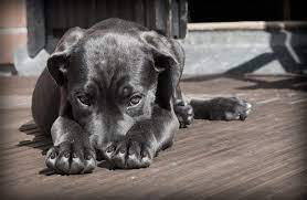 What Does Your Dog S Body Language Mean Eyes Ears And Gestures