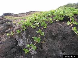 Image result for Boerhavia repens