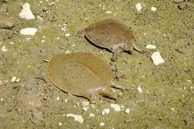 Its flattened shape seems strange, but it is hydrodynamically efficient, and this is the reason why they can move fast whether inland or in water. Trapping A State Threatened Turtle Illinois